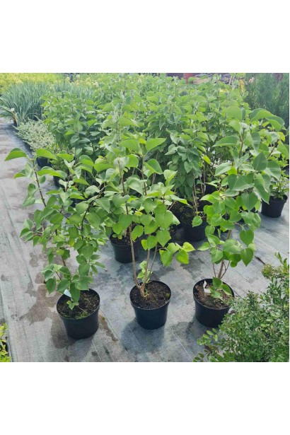 Бузок звичайний Катерина Хавемейєр - 5л/вис.80-100см/Ø30-40см